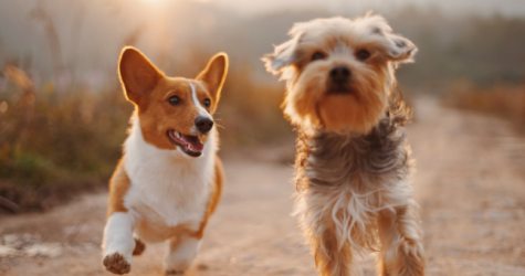 Фонд «Ника» открыл сбор средств на лекарства для животных