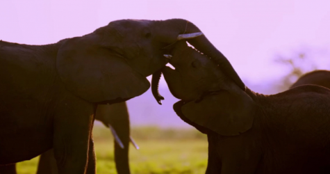 Вышел трейлер документального сериала «Тайны слонов» Джеймса Кэмерона