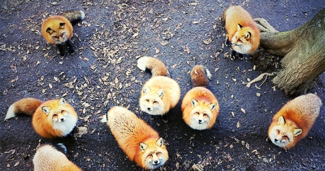 Международный конкурс мобильной фотографии iPhone Photography Awards — 2016 объявил победителей