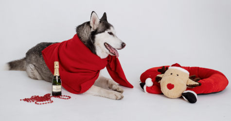 5 пожеланий от 5 нарядных собак на 2020 год — съемка BURO. и rrrrrrr.ru