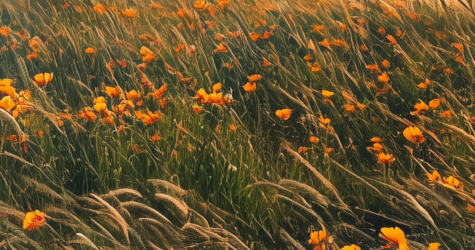 XIX Международный фестиваль кино, музыки и архитектуры «Зеркало» объявил программу и жюри