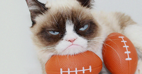 Умерла самая сердитая кошка интернета Grumpy Cat