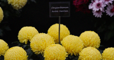 В честь сына Меган Маркл и принца Гарри назвали сорт хризантем