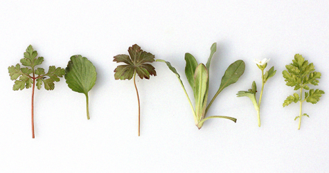 Правила шопинга онлайн: ЗОЖ-товары