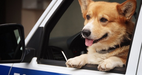 Единственный корги-полицейский в России уходит на пенсию