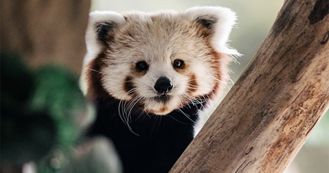 Московский зоопарк запускает приложение с дополненной реальностью