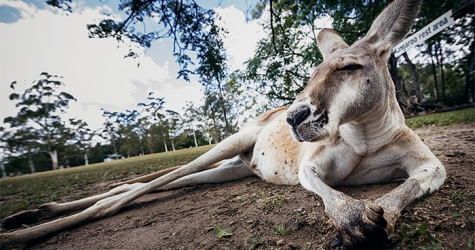 Путевые заметки: Австралия