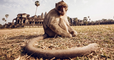 Путевые заметки: Камбоджа