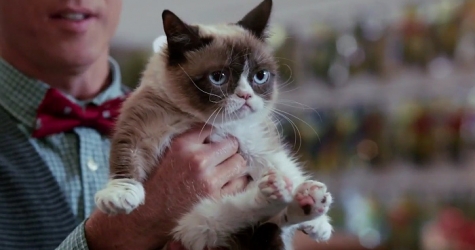 Угрюмая кошка сыграла главную роль в новой рождественской комедии