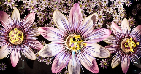 Витрины Selfridges расцвели букетами от Apple