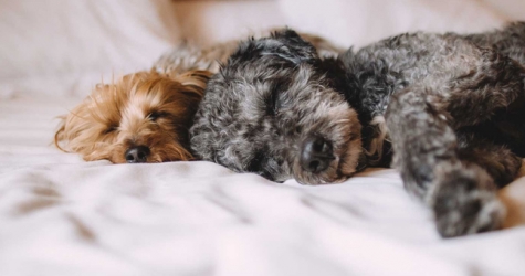 Как отели заботятся о домашних животных своих гостей