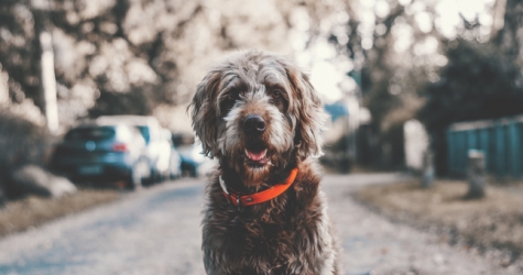 Cервис поиска пропавших животных от «Яндекса» и Purina начал работать по всей России