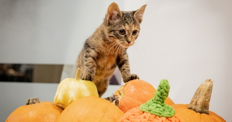 Фонд «РЭЙ» организует благотворительный фестиваль «Тыквы и Коты»