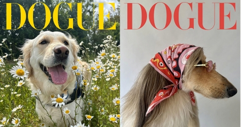 Vogue объявил победителей конкурса моделей-собак