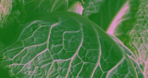 Как капуста влияет на организм и какие полезные компоненты в ней есть? Отвечает эксперт