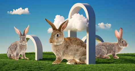 Тестирование косметики на животных: что об этом нужно знать прямо сейчас