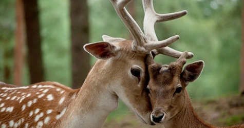 Косметический бренд Natura Siberica обвинили в жестоком обращении с животными