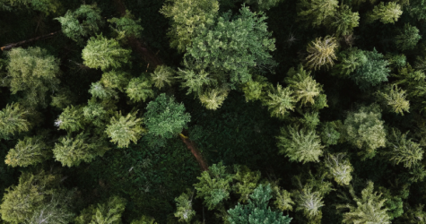S7 Airlines и «Эка» посадили миллион деревьев в рамках программы по восстановлению леса