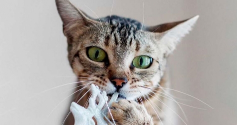 #кусьзабеларусь: в соцсетях запустили кошачий флешмоб против насилия в Беларуси