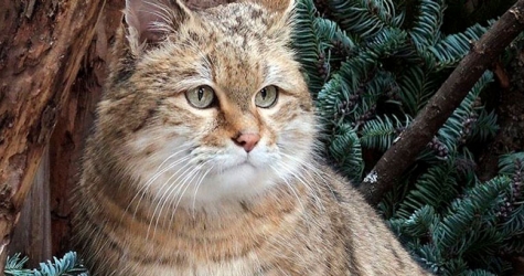 Московский зоопарк принимает ненужные елки — ими украсят вольеры животных