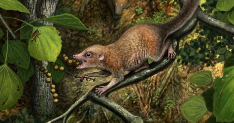 В США нашли останки древнейших приматов — им 66 млн лет