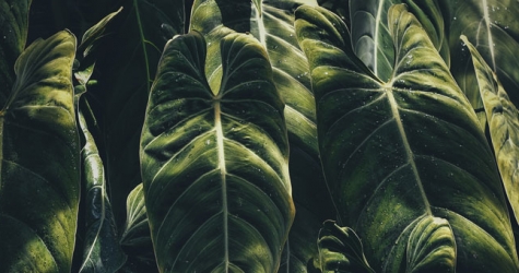 Две трети тропических лесов уничтожены или деградировали