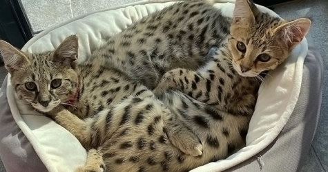 PETA пристыдила Джастина Бибера за покупку экзотических котов