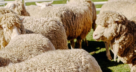 Airbnb запустил сервис для онлайн-путешествий