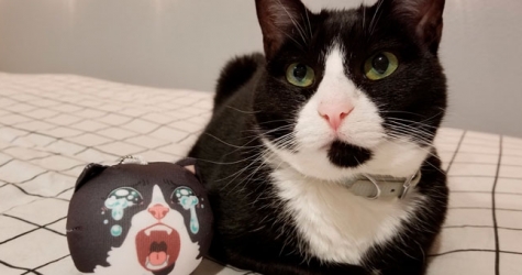 Умерла кошка из мема «Кричащий, плачущий кот»