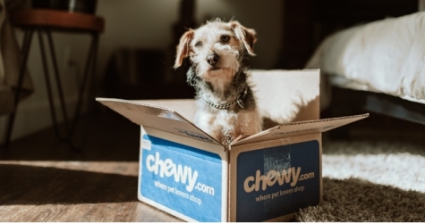 В Москве появится информационная система для записи к ветеринарам и поиска пропавших животных