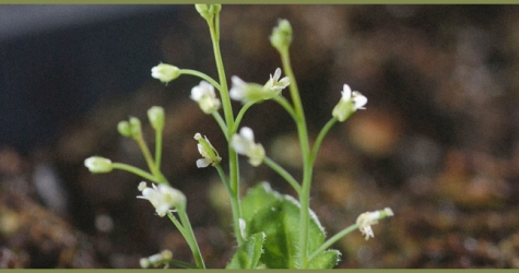 Ученые придумали растение для борьбы с изменением климата