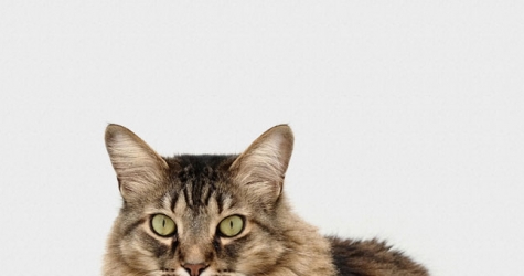 Жители Нью-Йорка разобрали из приютов кошек и собак