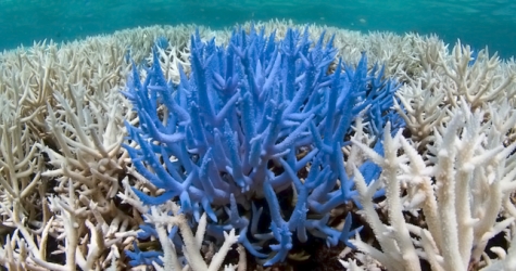 Pantone посвятила три новых цвета исчезающим видам кораллов