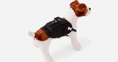 Prada выпустил коллекцию курток для собак