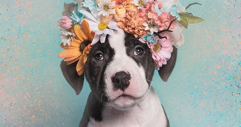 В инстаграме питбули копируют образ Бейонсе в короне из цветов