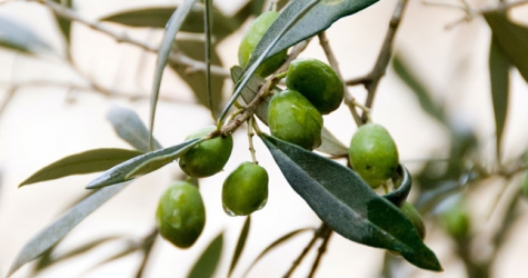 Эксперты объяснили, почему оливковое масло стало популярным бьюти-ингредиентом