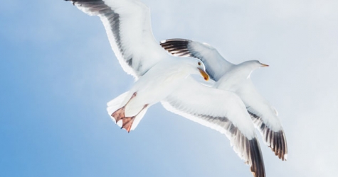 Ученые выяснили, что птицы судят о людях по их одежде