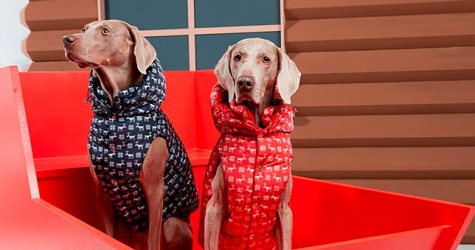 Moncler Genius выпустил пуховики для собак