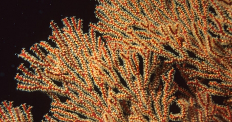 Коралловые рифы восстановят с помощью 3D-принтеров
