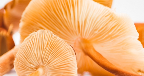 Как грибы используются в экологичной моде