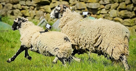 Sony использовали овец для съемки \"Тур де Франс\"