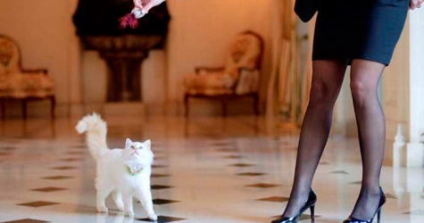 Кошки-жильцы 5-звездочных отелей