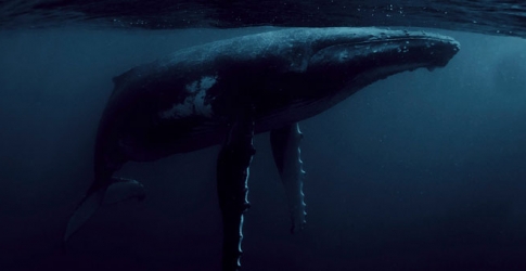 Parley for the Oceans получит премию Fashion Awards за инновации в моде