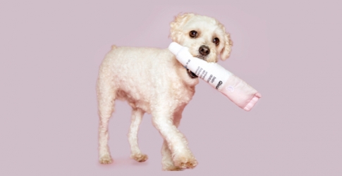 Glossier выпустил игрушки для собак в виде бьюти-средств