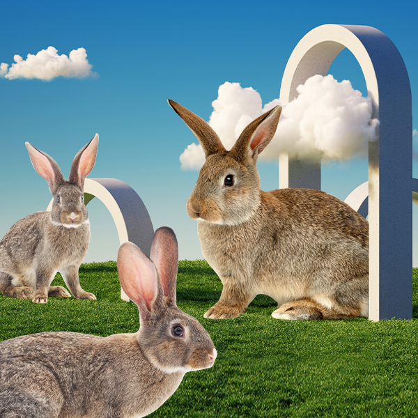 Тестирование косметики на животных: что об этом нужно знать прямо сейчас