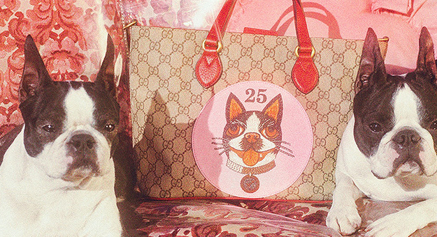 Gucci выпустил капсульную коллекцию с чихуахуа и бостон-терьерами