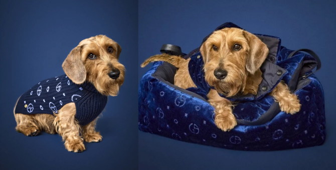 Giorgio Armani представил капсульную коллекцию для собак