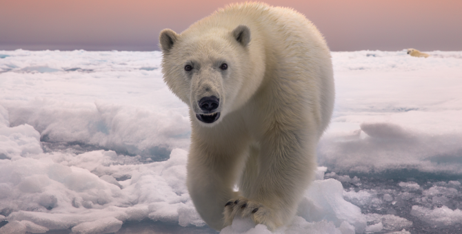 В Москве пройдет выставка фотографий Nature Photo Team