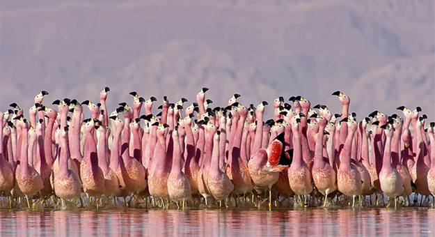 BBC опубликовал трейлер второй части самого дорогого фильма о природе