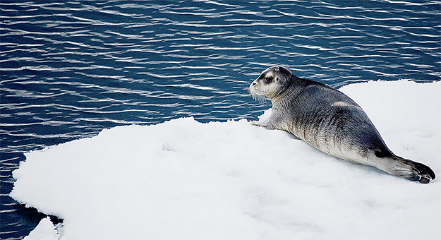 WWF: численность животных сократилась вдвое